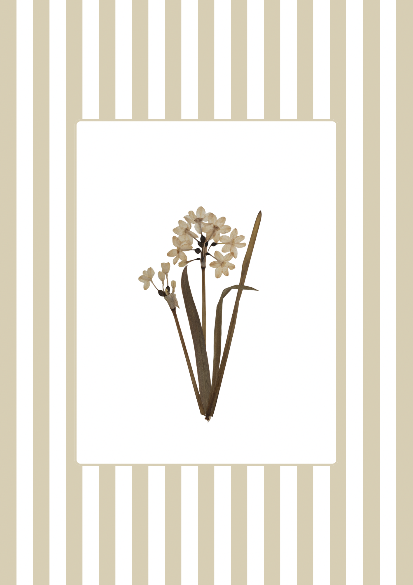 Garden Lines / Beige Narciso