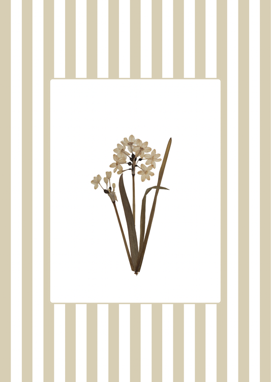 Garden Lines / Beige Narciso