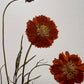 Cuadro Cosmos Terracota I