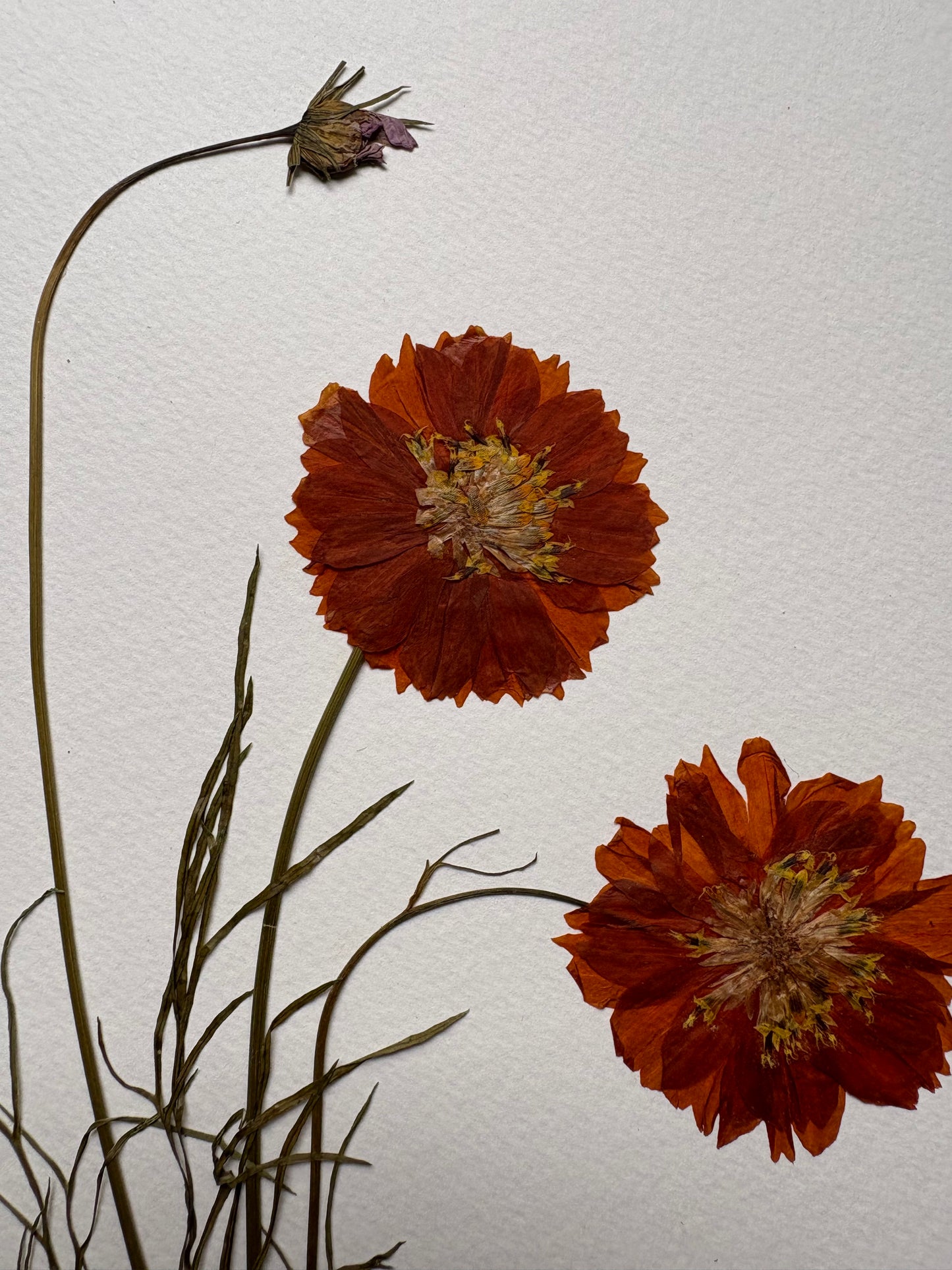 Cuadro Cosmos Terracota I