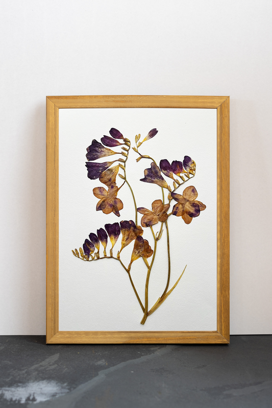 Cuadro Fresias violetas