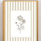 Garden Lines / Beige Ammis