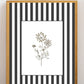 Garden Lines / Black Ammis
