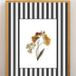 Garden Lines / Black Fresia II