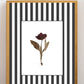 Garden Lines / Black Tulip I
