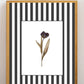 Garden Lines / Black Tulip II