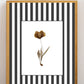Garden Lines / Black Tulip III