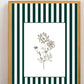 Garden Lines / Green Ammis