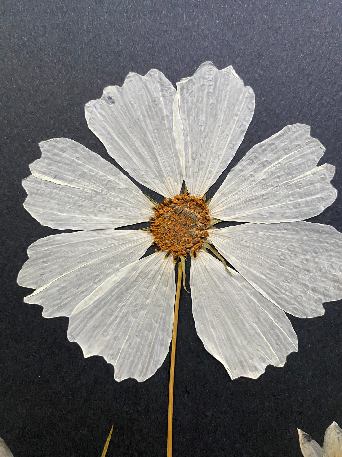 Cuadro Lunarias, Cosmos y Zephyranthes (cápsula lunarias)