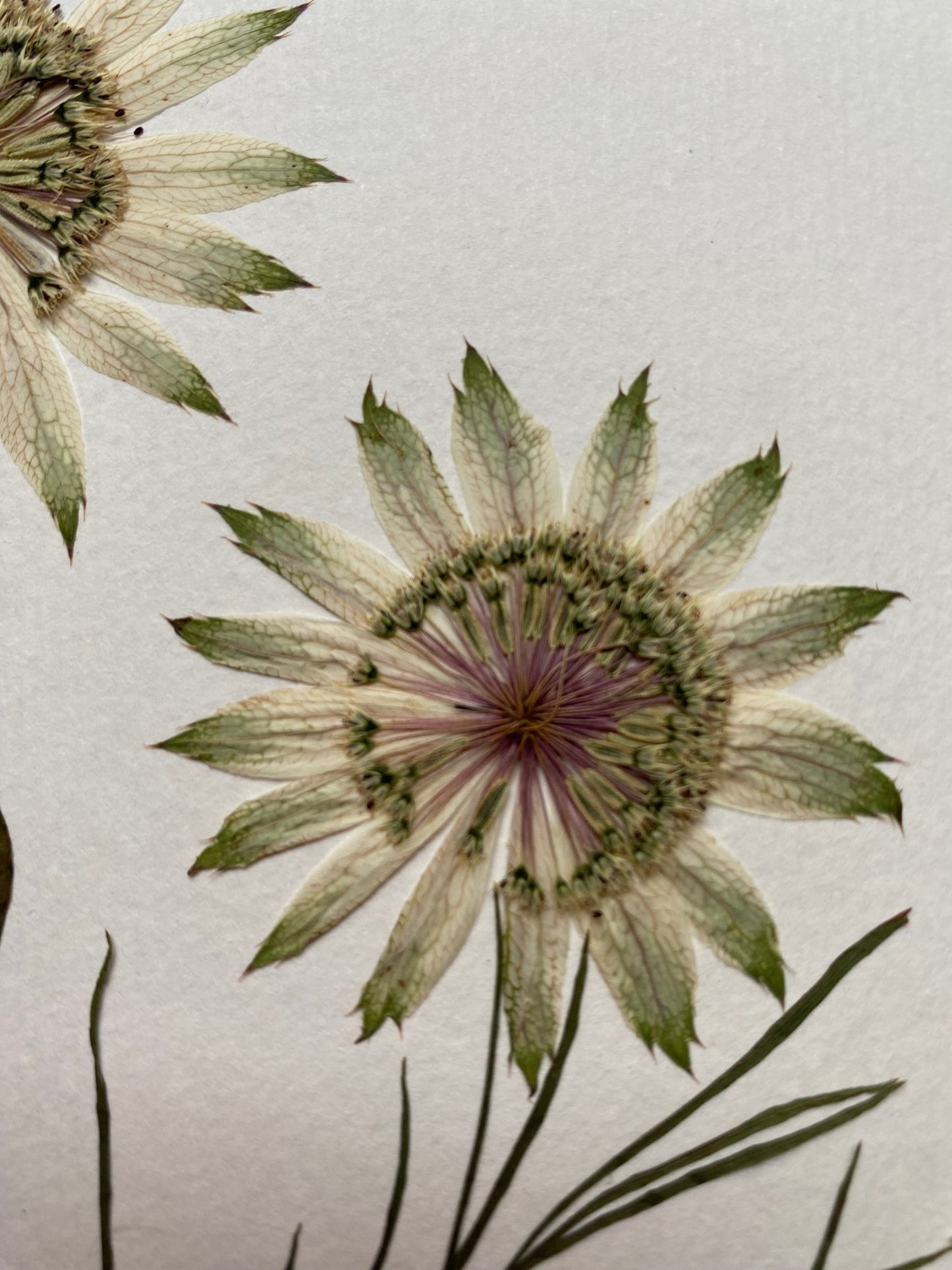 Cuadro Astrantia II