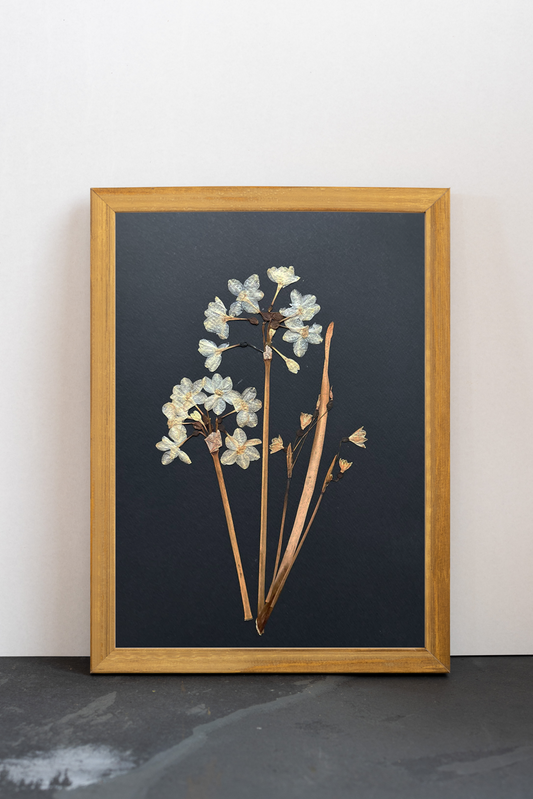 Cuadro Narciso blanco III