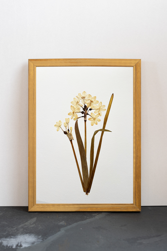 Cuadro Narciso blanco I