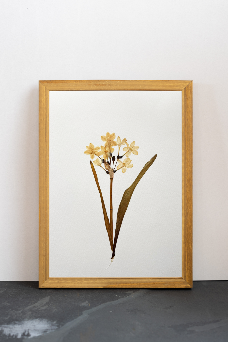 Cuadro Narciso blanco II