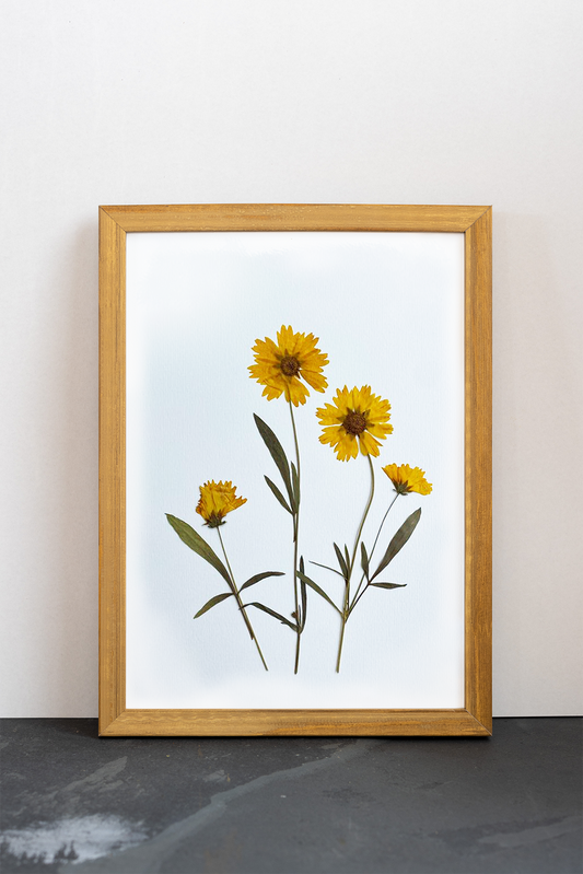 Cuadro Coreopsis II