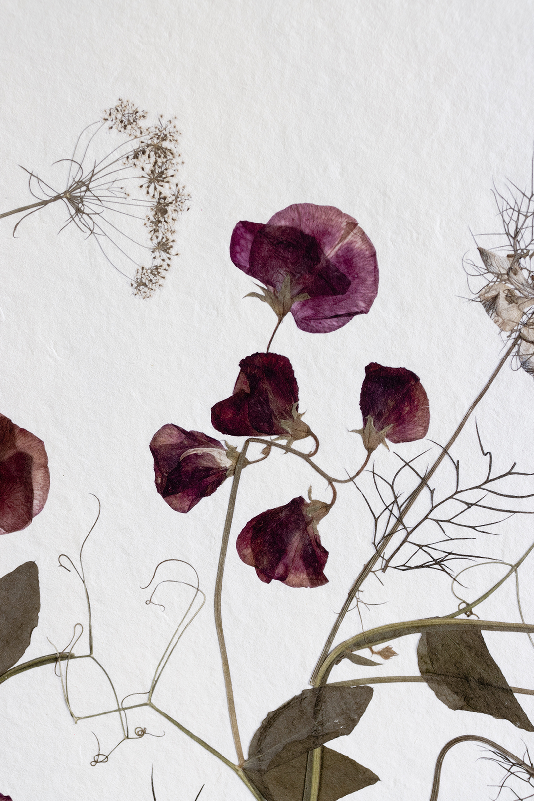 Lámina Spring Bloom