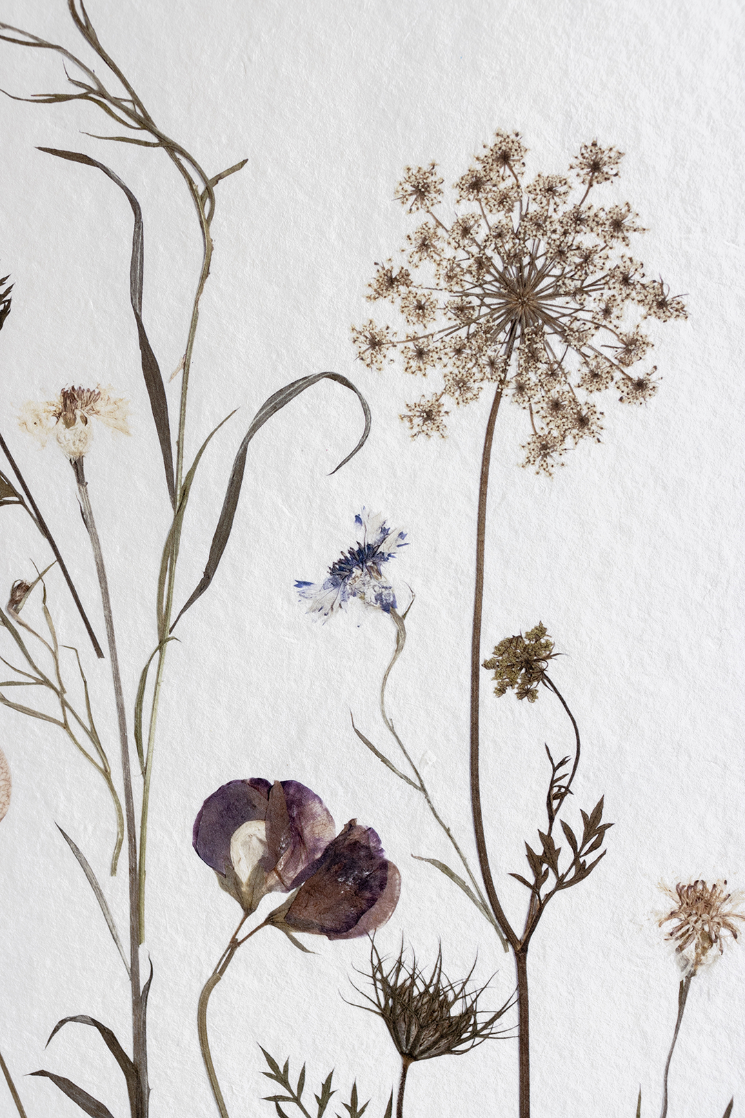 Lámina Spring Bloom