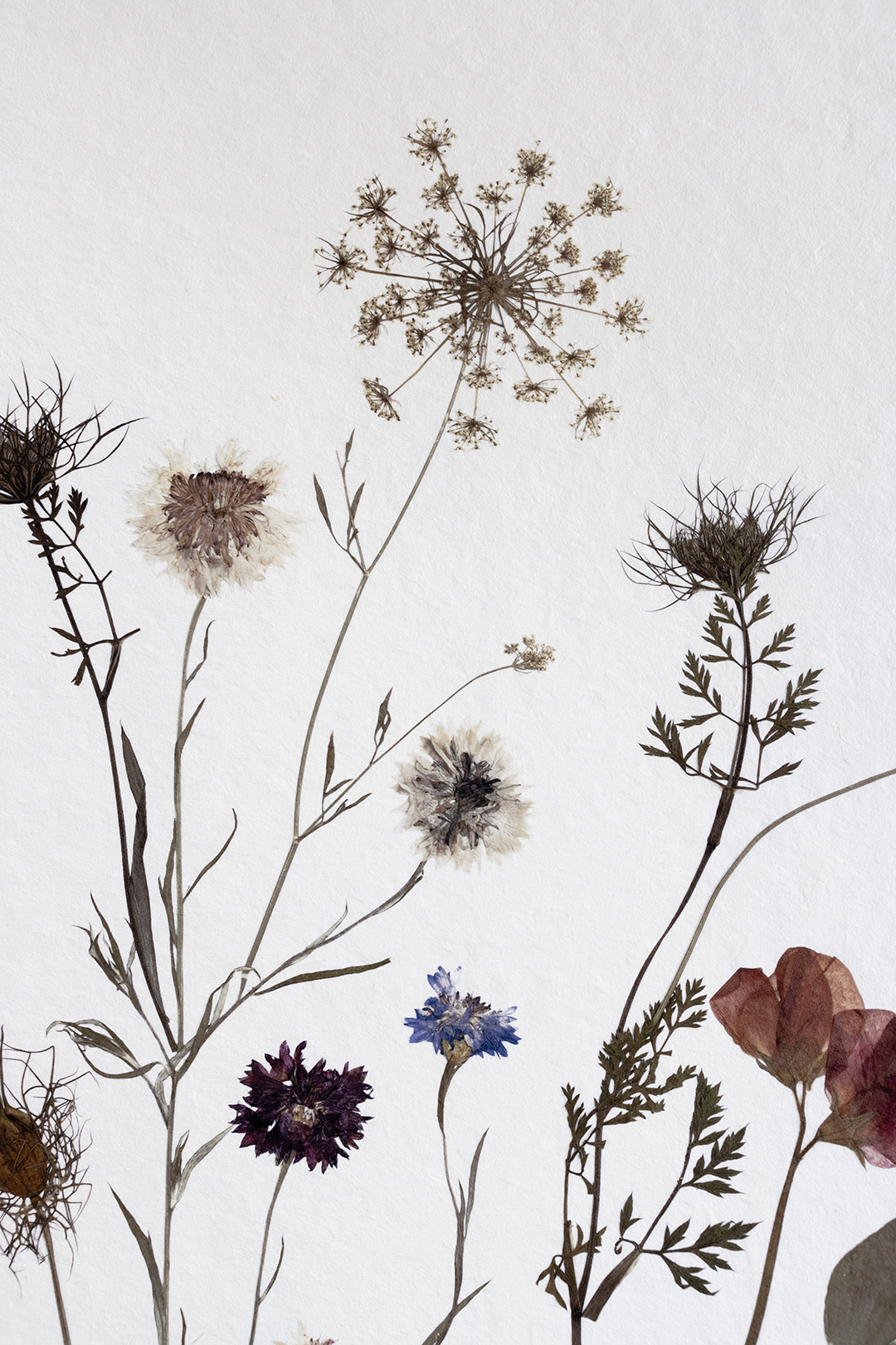 Lámina Spring Bloom