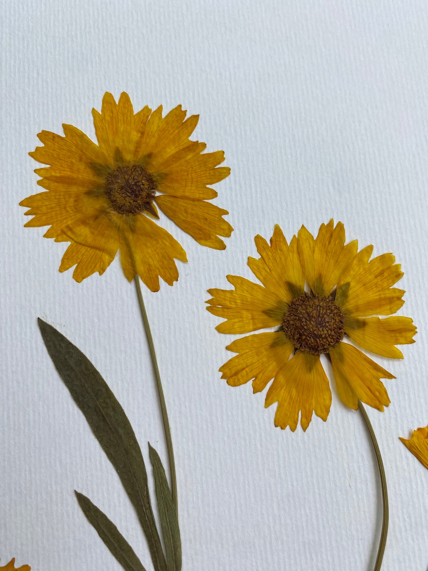 Cuadro Coreopsis II