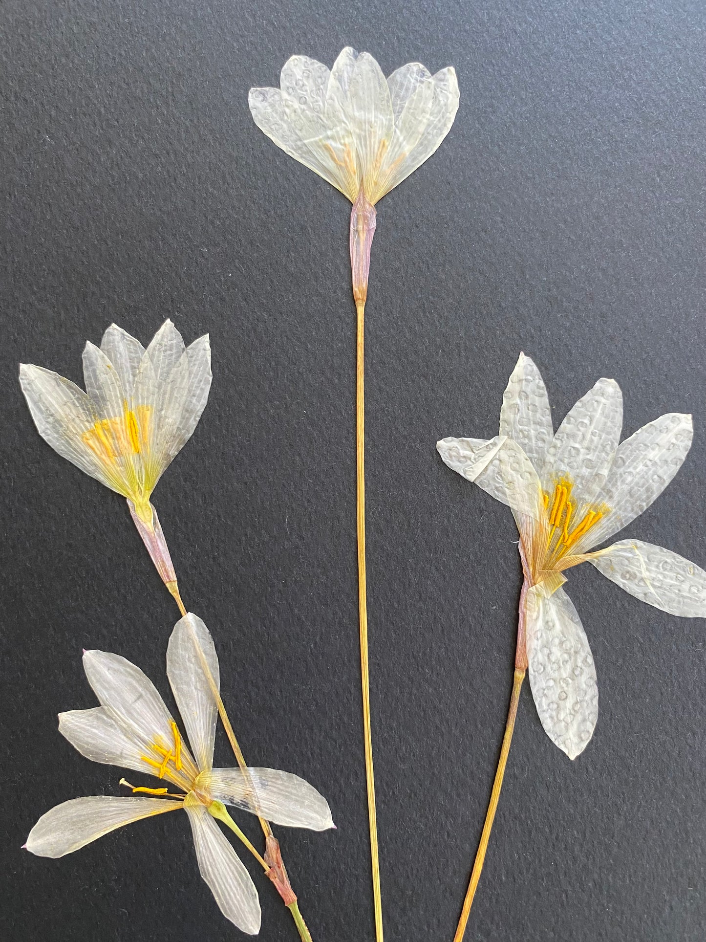 Cuadro Zephyranthes I