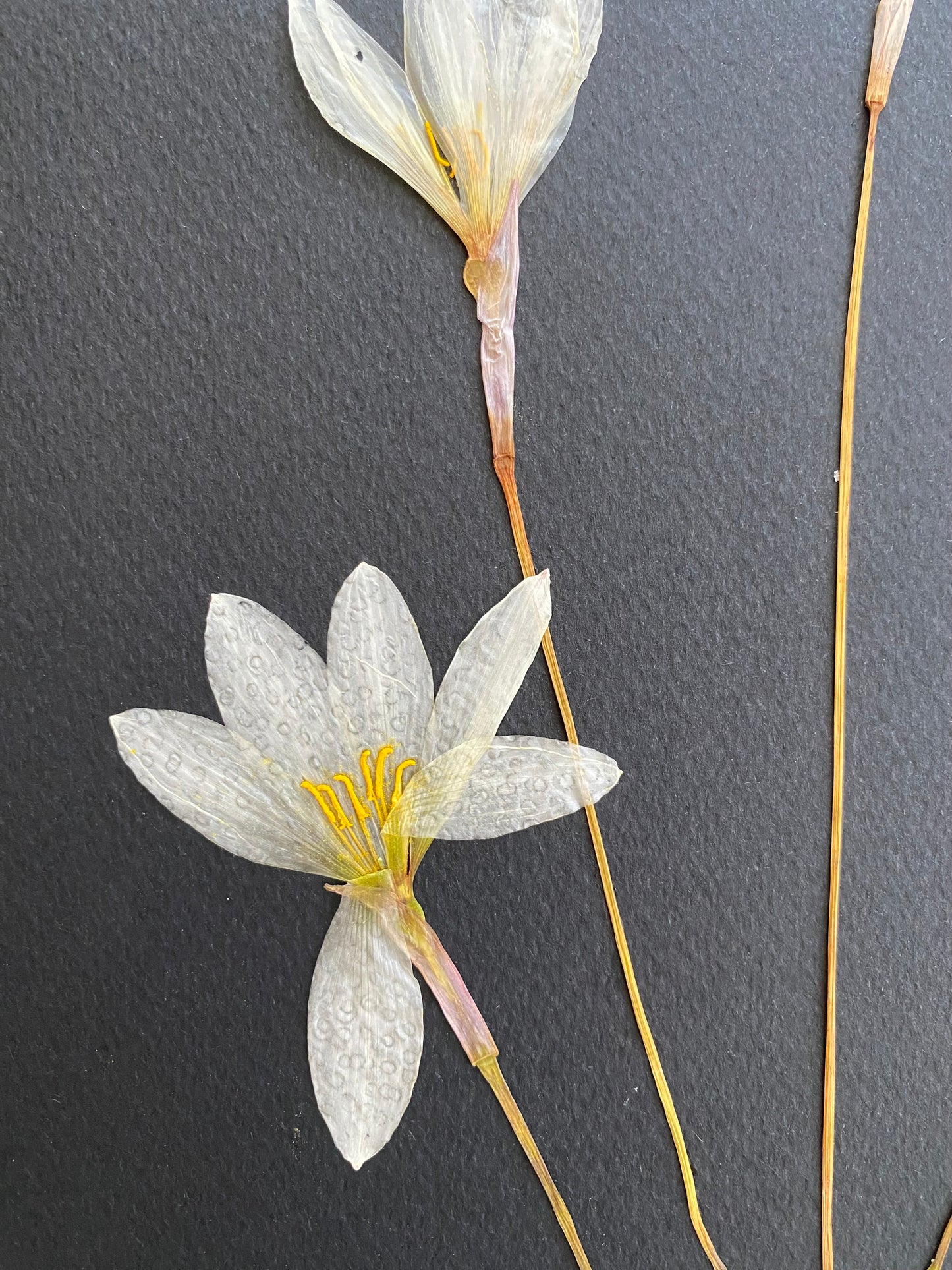 Cuadro Zephyranthes II