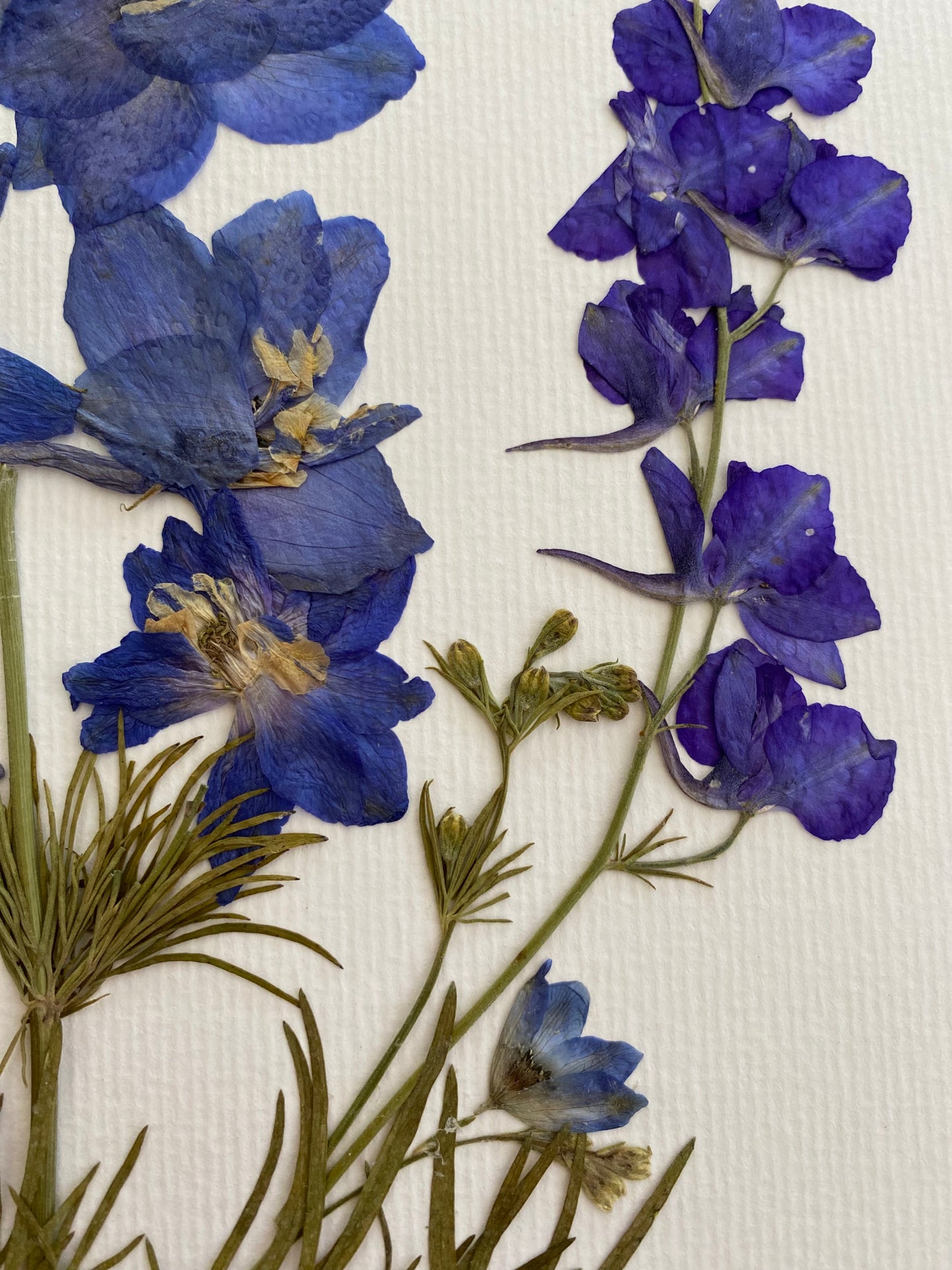 Cuadro Delphinium VI