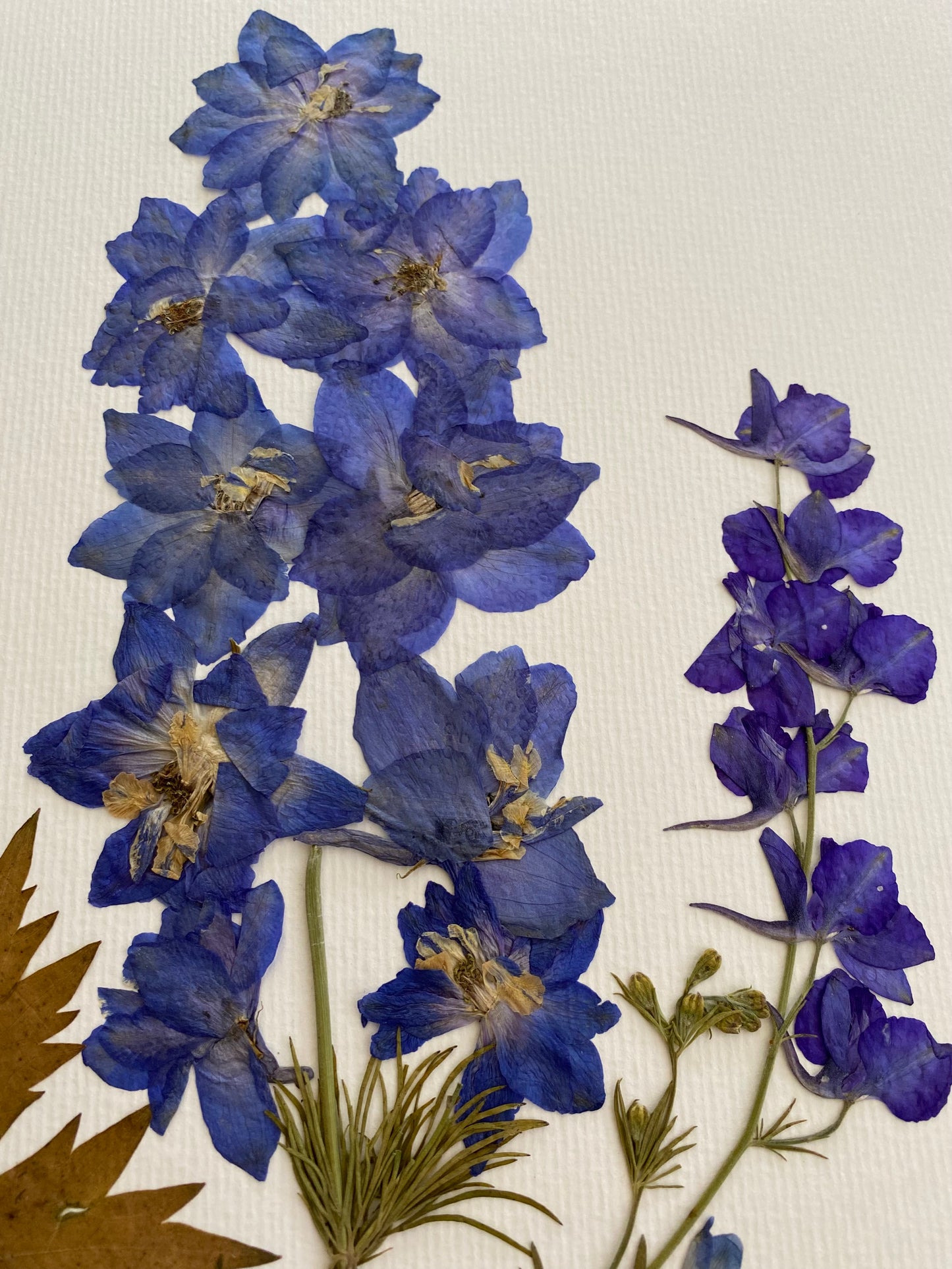 Cuadro Delphinium VI